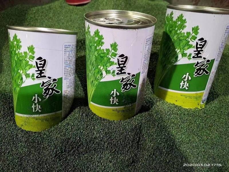 小香芹芹菜种子，欧兰德皇家小快速生四季无筋黄嫩芹菜种子