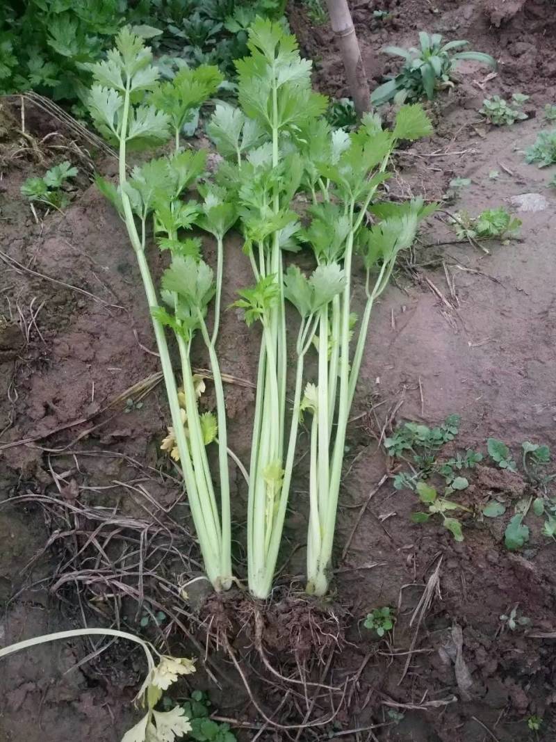 小香芹芹菜种子，欧兰德皇家小快速生四季无筋黄嫩芹菜种子