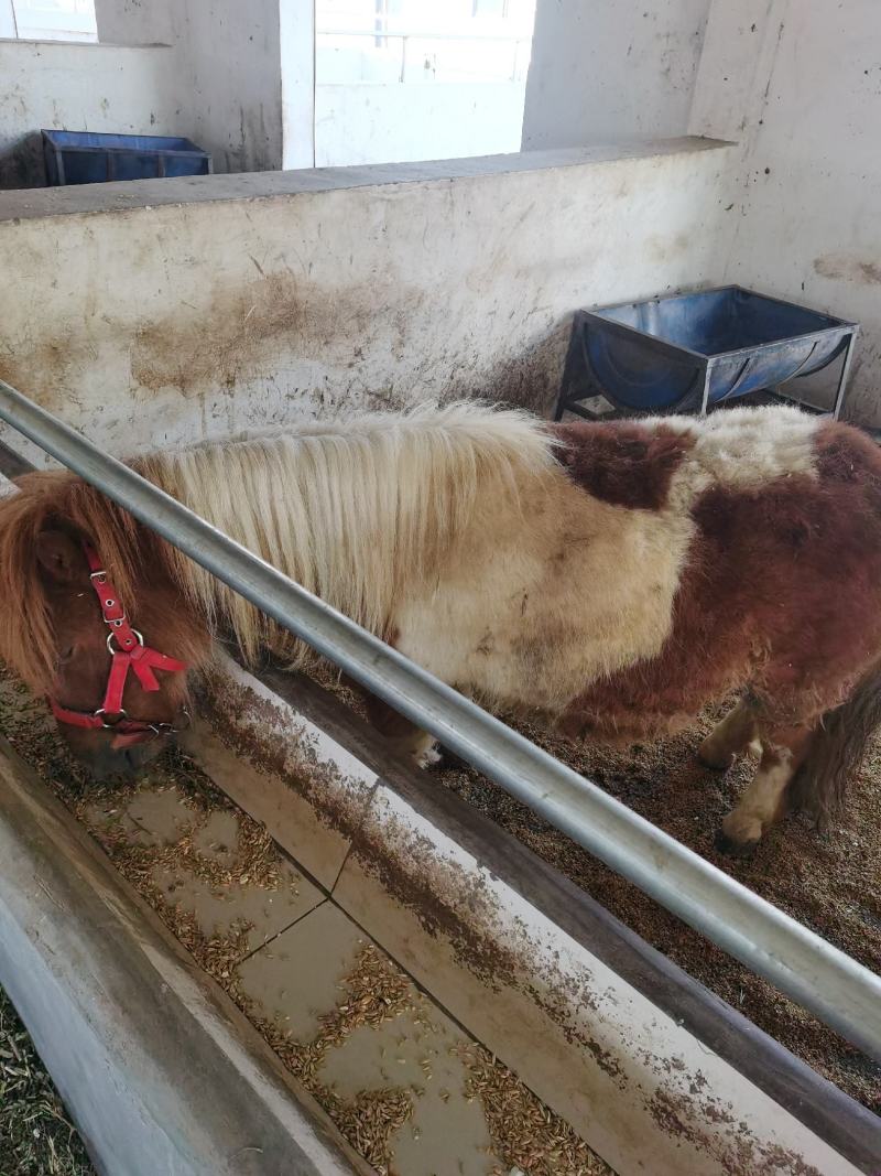 矮马设特兰矮马进口设特兰德保矮马