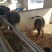 矮马设特兰矮马进口设特兰德保矮马