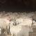 澳洲白山羊绵羊，农村养殖优质品种羊，白山羊，大耳朵山羊