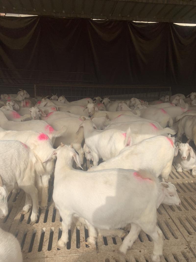 澳洲白山羊绵羊，农村养殖优质品种羊，白山羊，大耳朵山羊