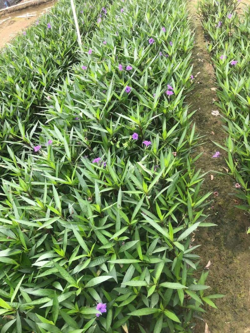 佛山三水翠芦莉一手货源基地直销，开花绿植