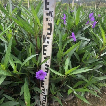 佛山三水翠芦莉一手货源基地直销，开花绿植