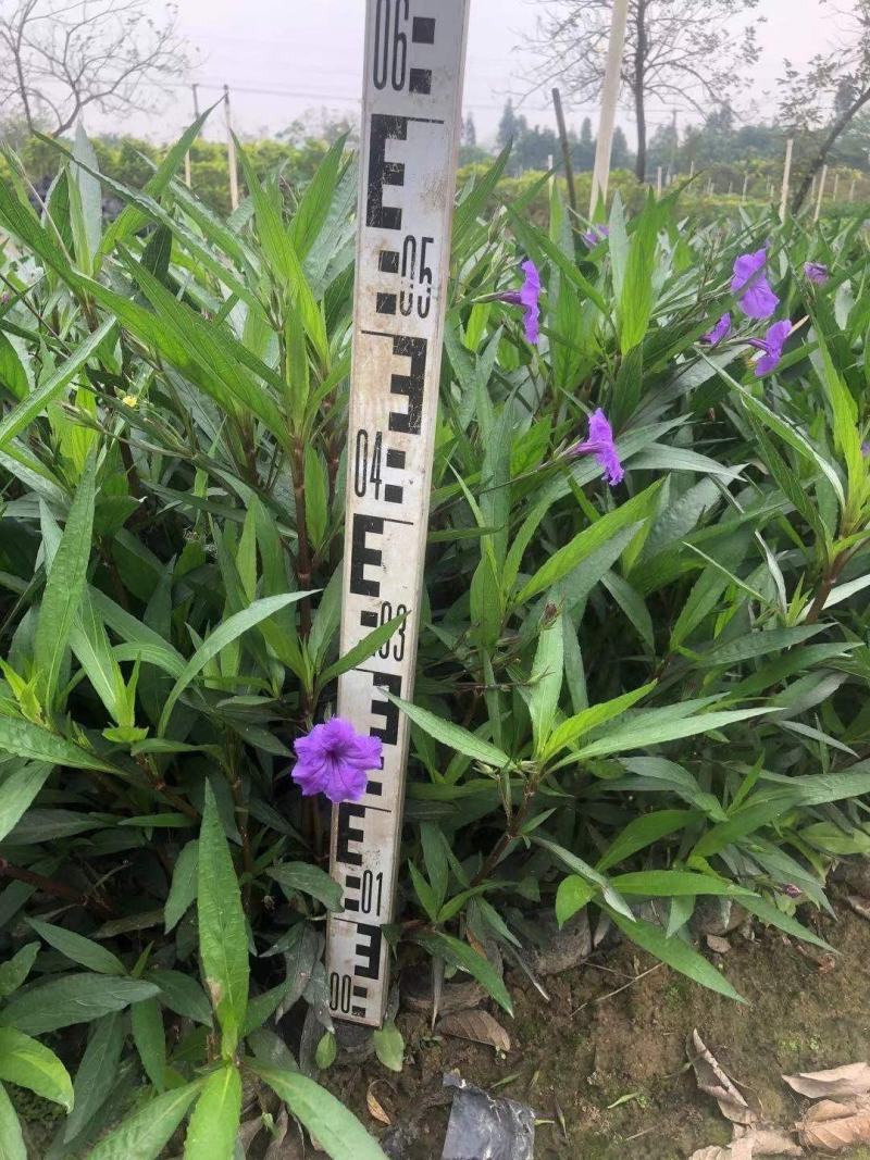 佛山三水翠芦莉一手货源基地直销，开花绿植