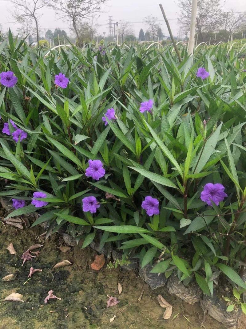 佛山三水翠芦莉一手货源基地直销，开花绿植