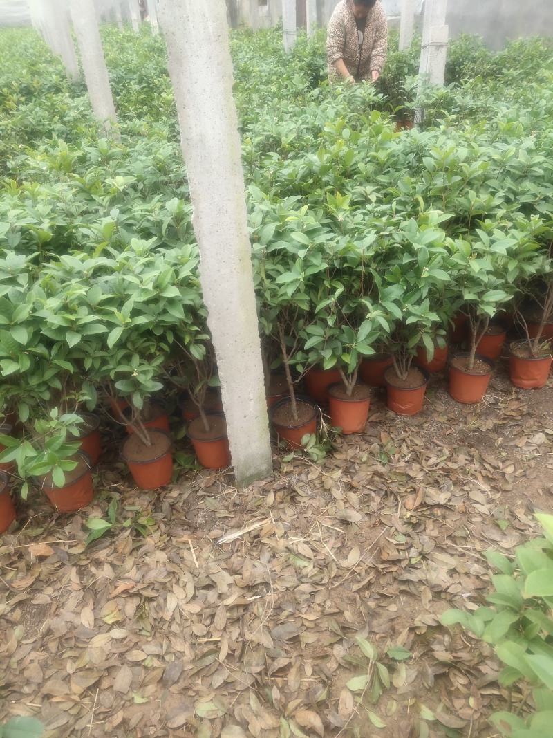 四季桂花-一年四季开花，可视频图片看货，种植基地批发