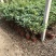 四季桂花-一年四季开花，可视频图片看货，种植基地批发