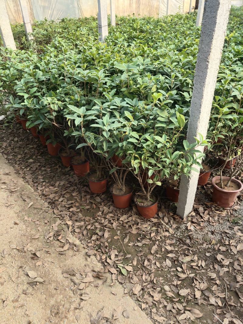 四季桂花-一年四季开花，可视频图片看货，种植基地批发