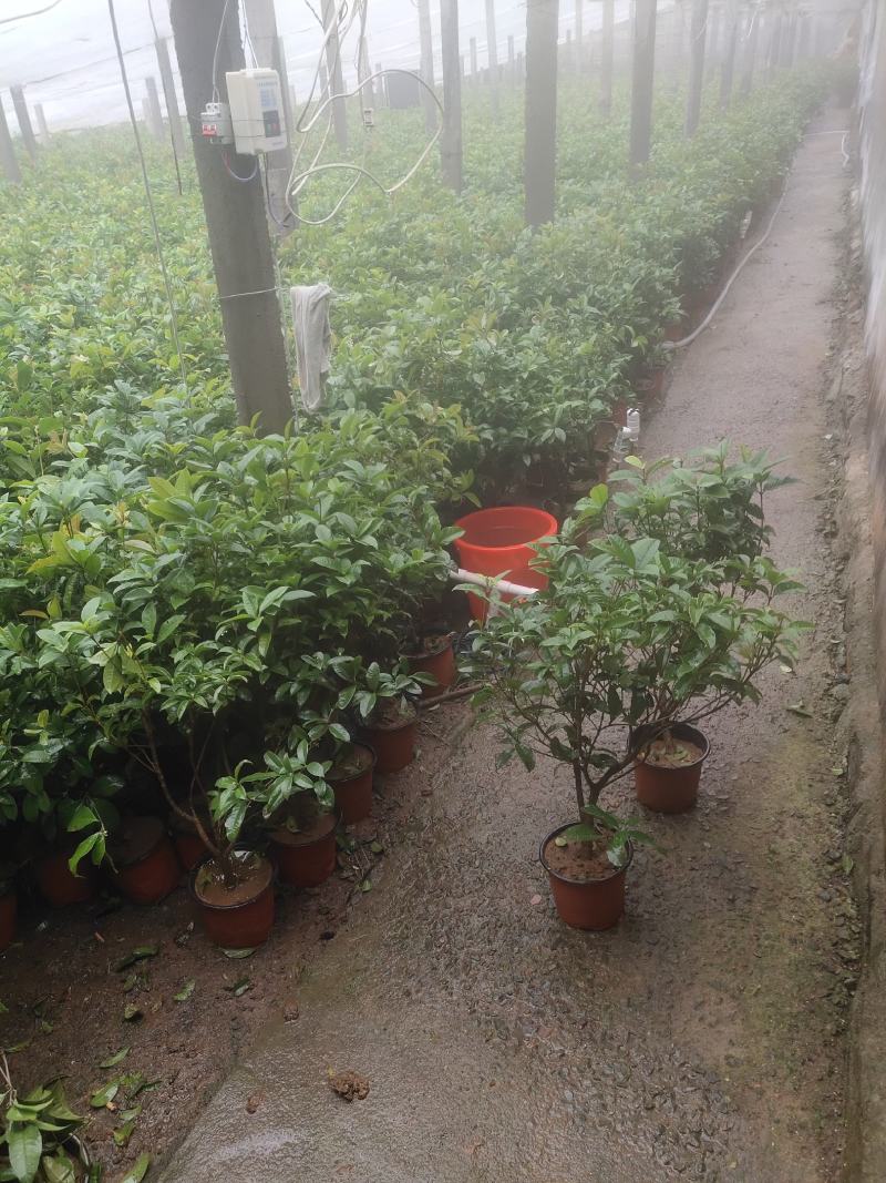 四季桂花-一年四季开花，可视频图片看货，种植基地批发