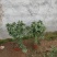 四季桂花-一年四季开花，可视频图片看货，种植基地批发