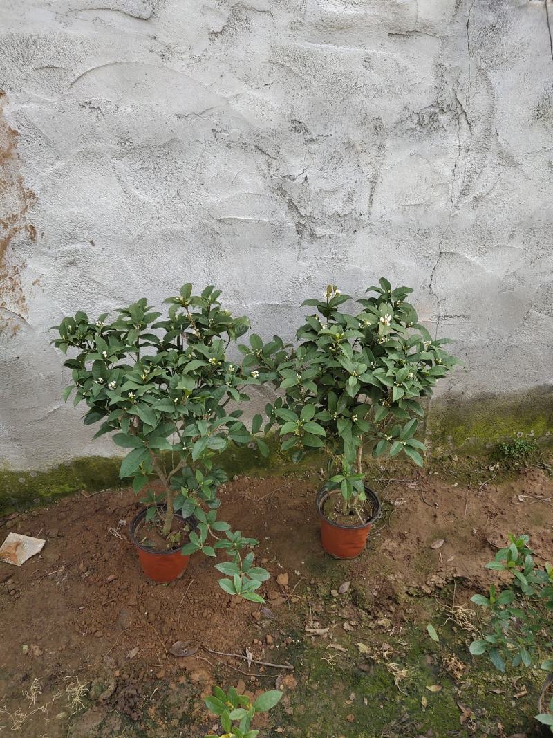 四季桂花-一年四季开花，可视频图片看货，种植基地批发