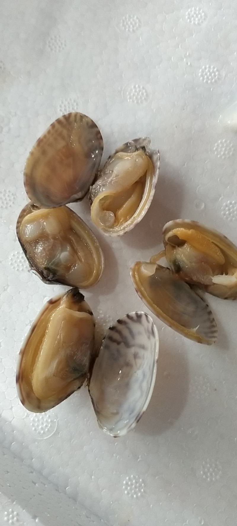 出口标准无沙即食花蛤