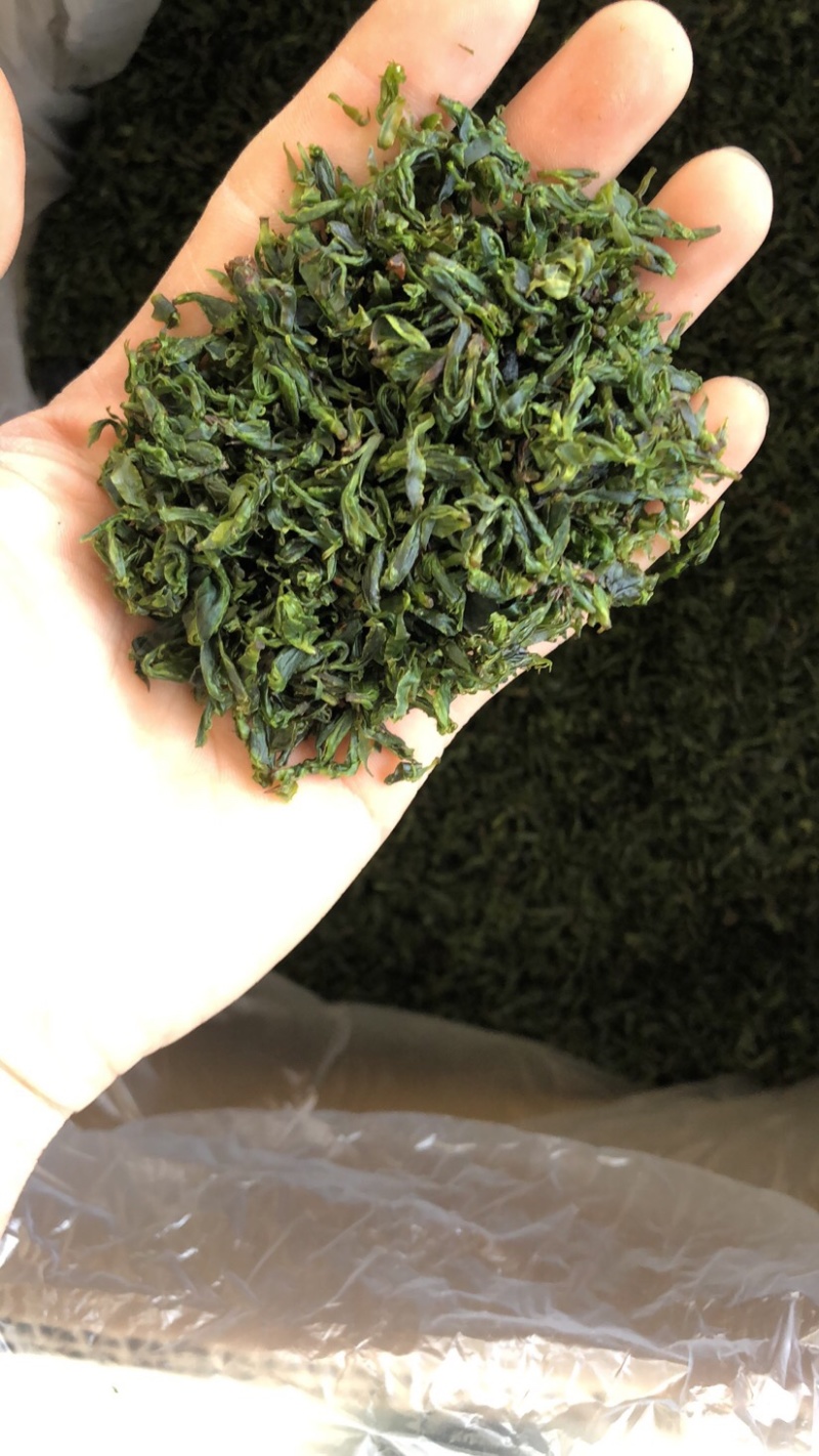苦丁茶小叶苦丁四川头采青山绿水