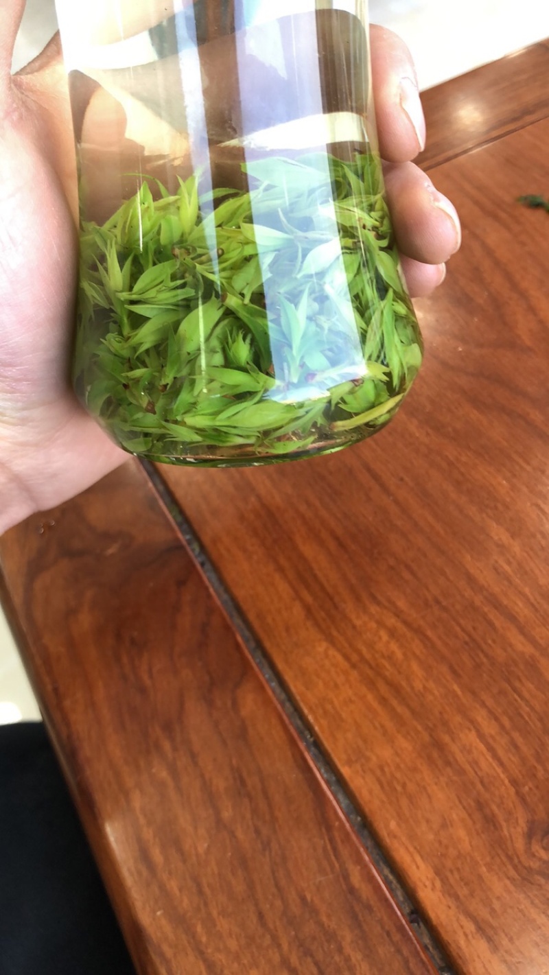 苦丁茶小叶苦丁四川头采青山绿水