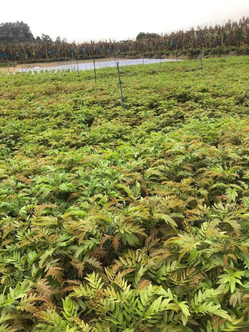 佛山三水一手货源红绒球基地直销，开花绿植