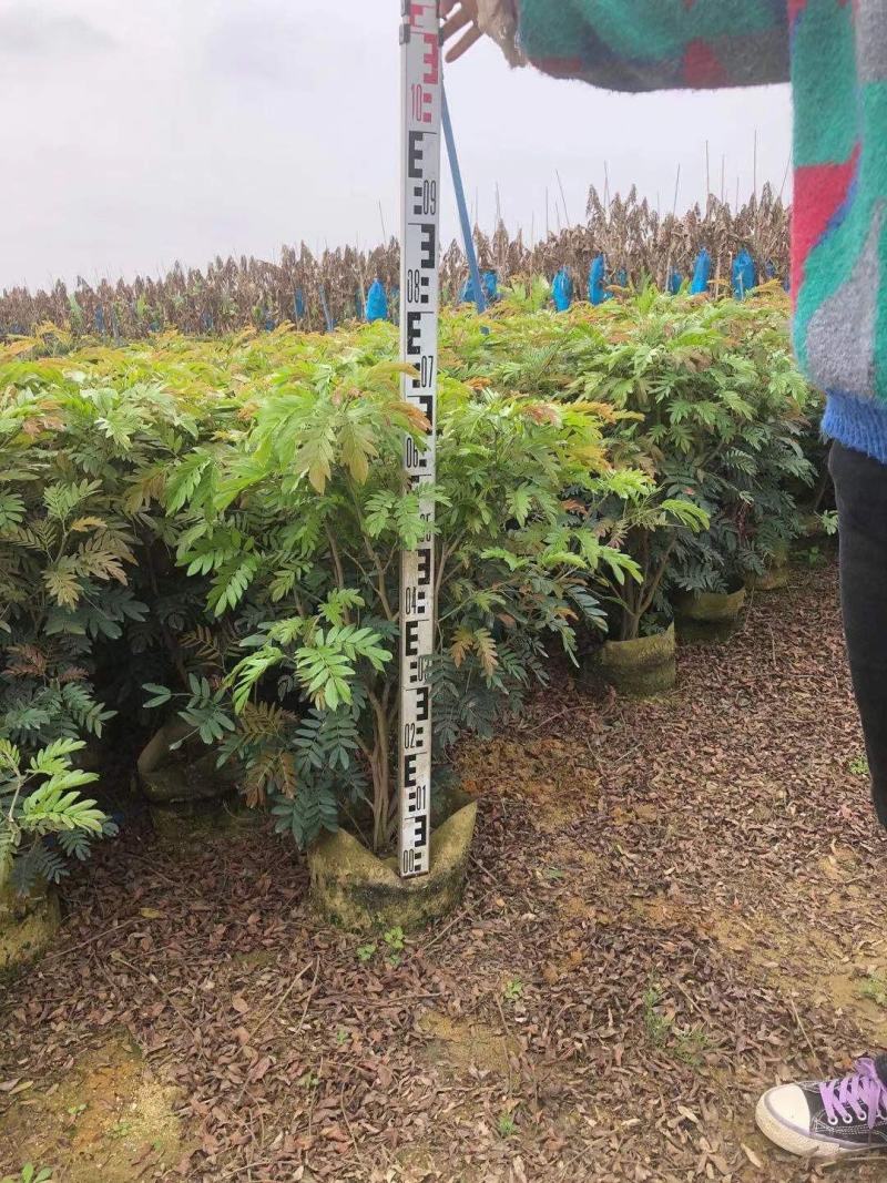 佛山三水一手货源红绒球基地直销，开花绿植