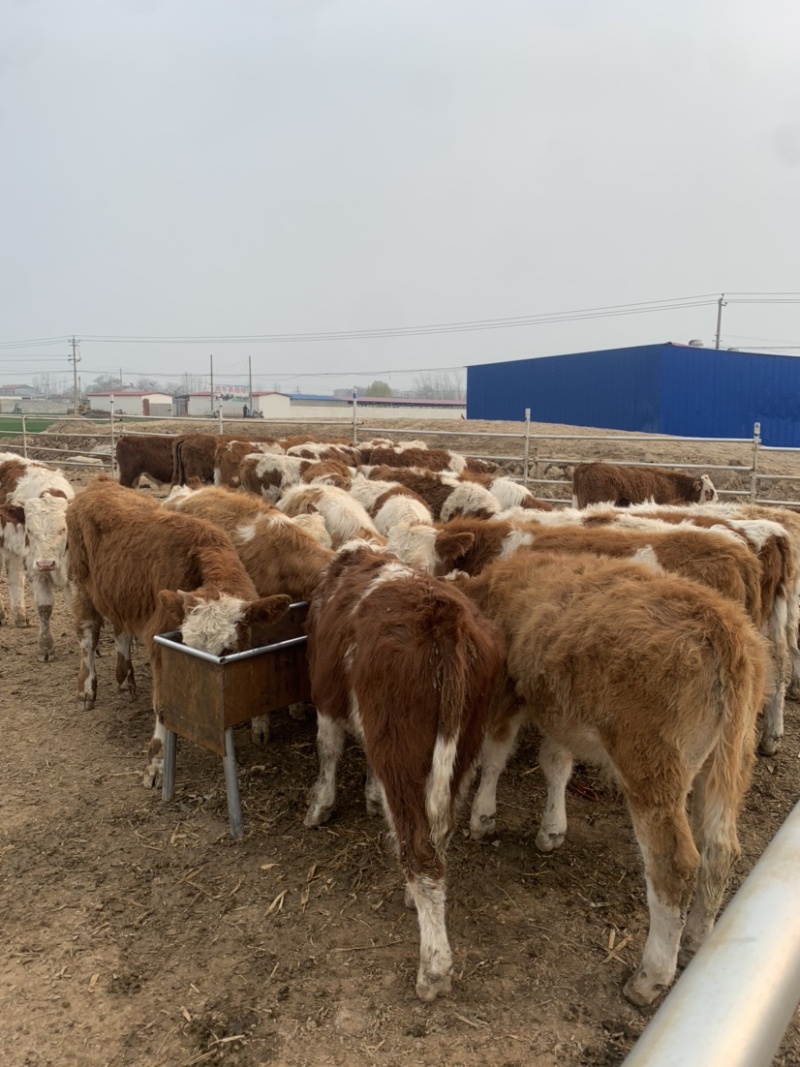 西门塔尔牛犊，肉牛犊场家直供送技术铡草机，包运费