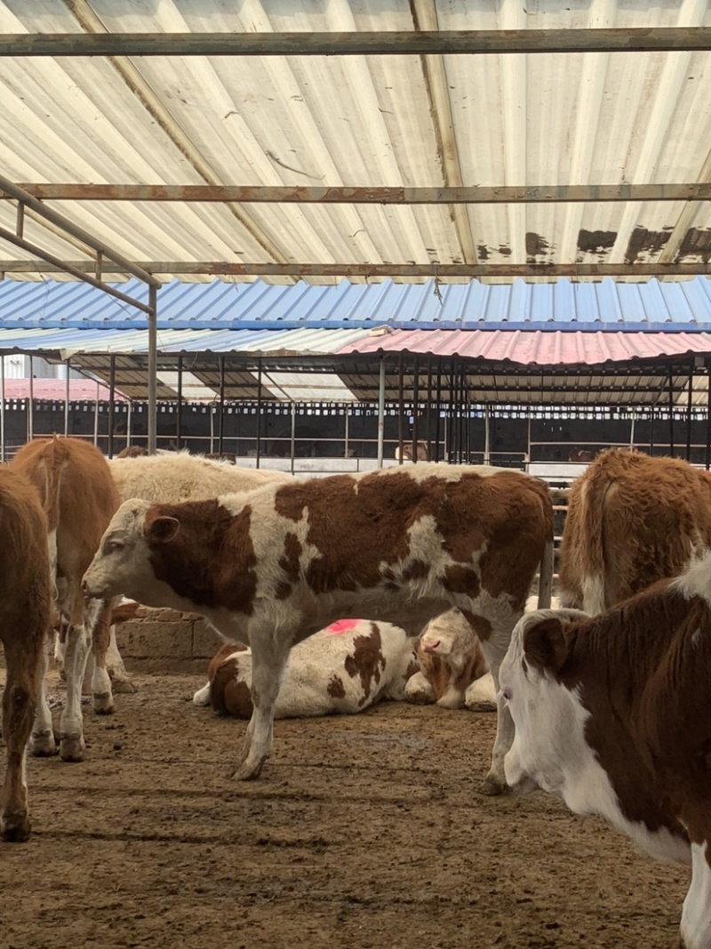 西门塔尔牛犊，肉牛犊场家直供送技术铡草机，包运费