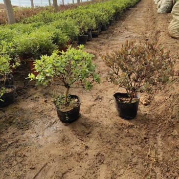 盆栽金银花、种植基地批发直供，可视频图片看货-红叶绿叶