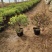 盆栽金银花、种植基地批发直供，可视频图片看货-红叶绿叶