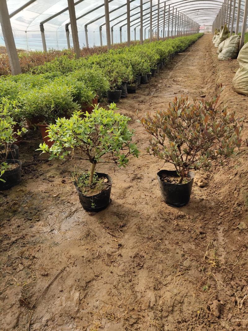盆栽金银花、种植基地批发直供，可视频图片看货-红叶绿叶
