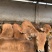 肉牛犊，改良黄牛，肉牛犊场家直销，包送到家货到付款