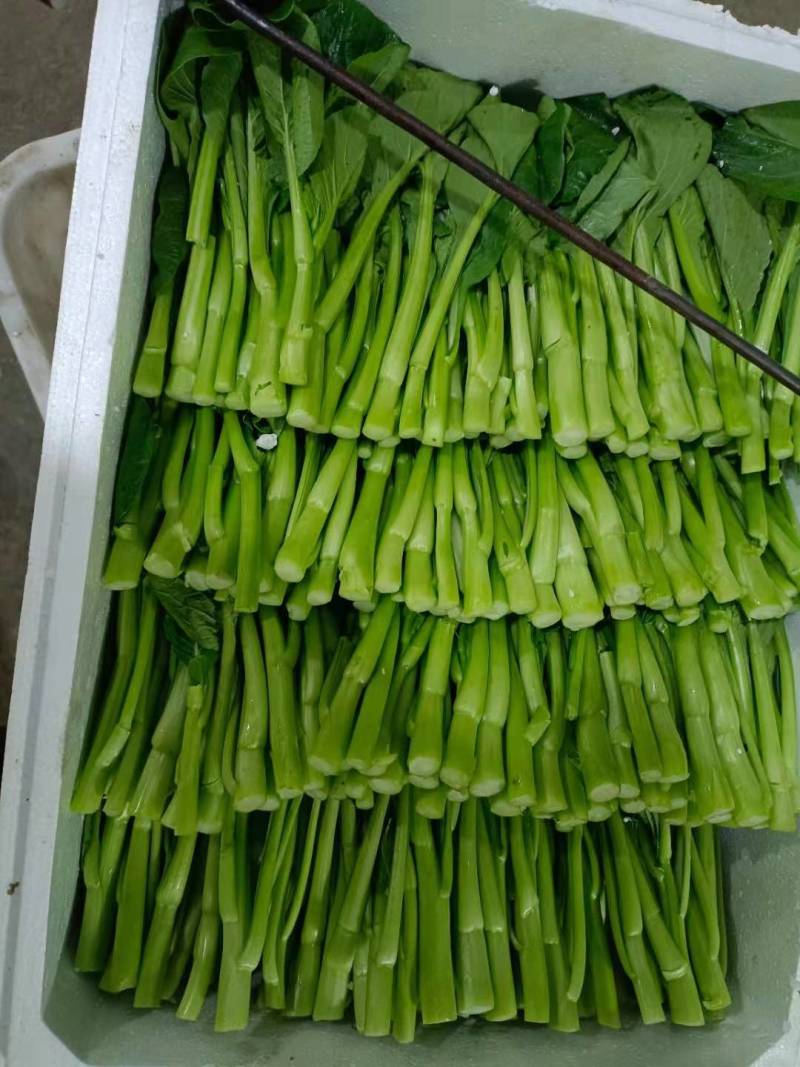 广东菜心，产地直销，量大从优，可视频看货，价格随行就市
