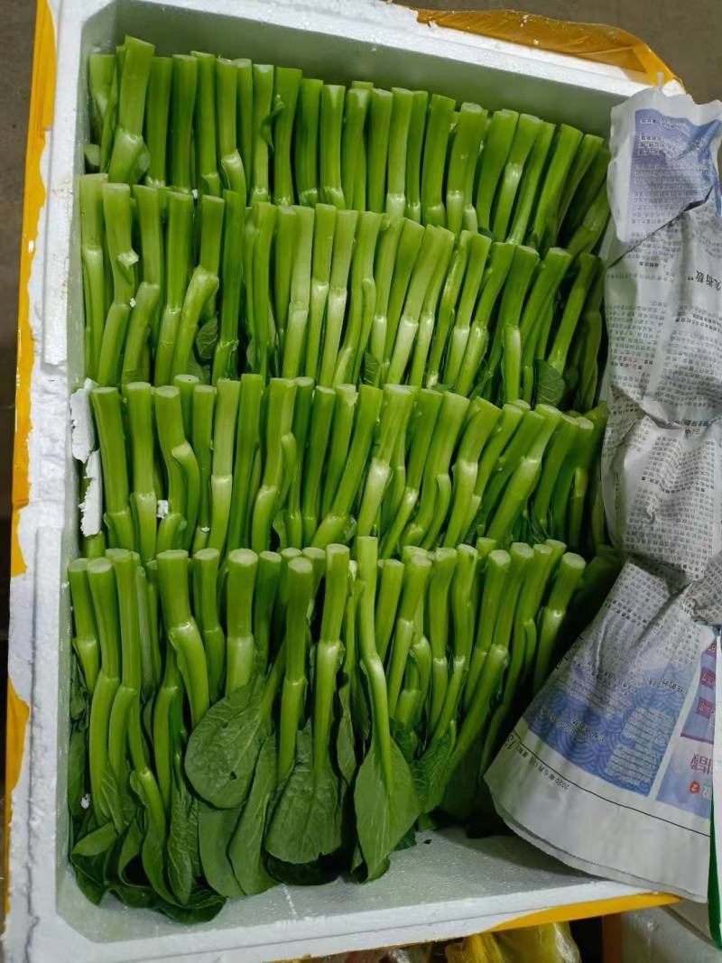 广东菜心，产地直销，量大从优，可视频看货，价格随行就市