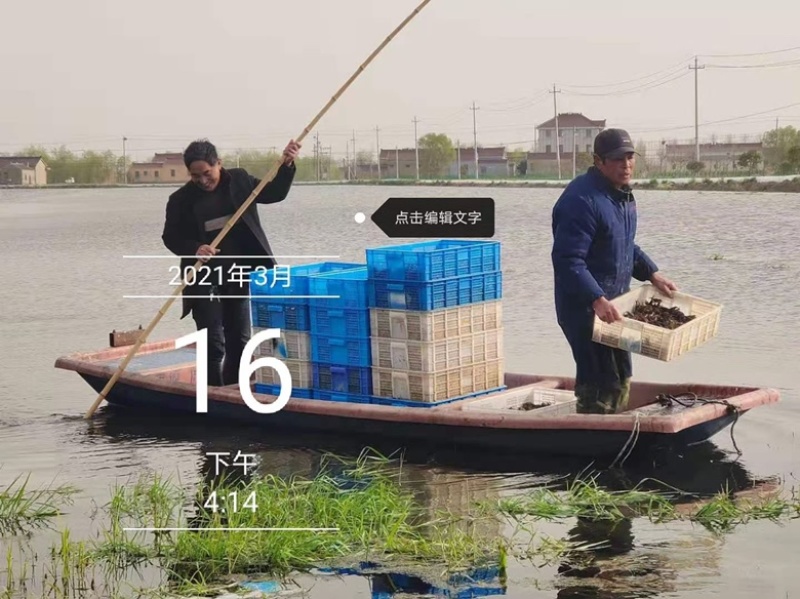 【精选】江苏稻田虾苗，存活率高，大量现货，可实地考察