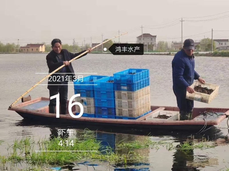 【精选】江苏稻田虾苗，存活率高，大量现货，可实地考察