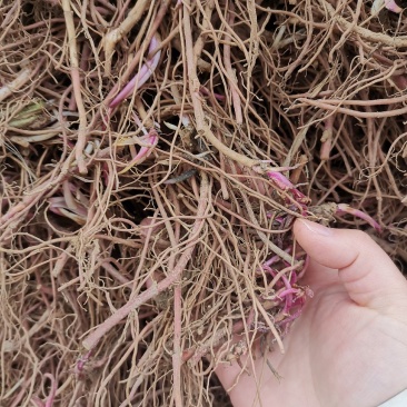 紫菀芽要想懒种紫菀提供种植技术量大运费可商议