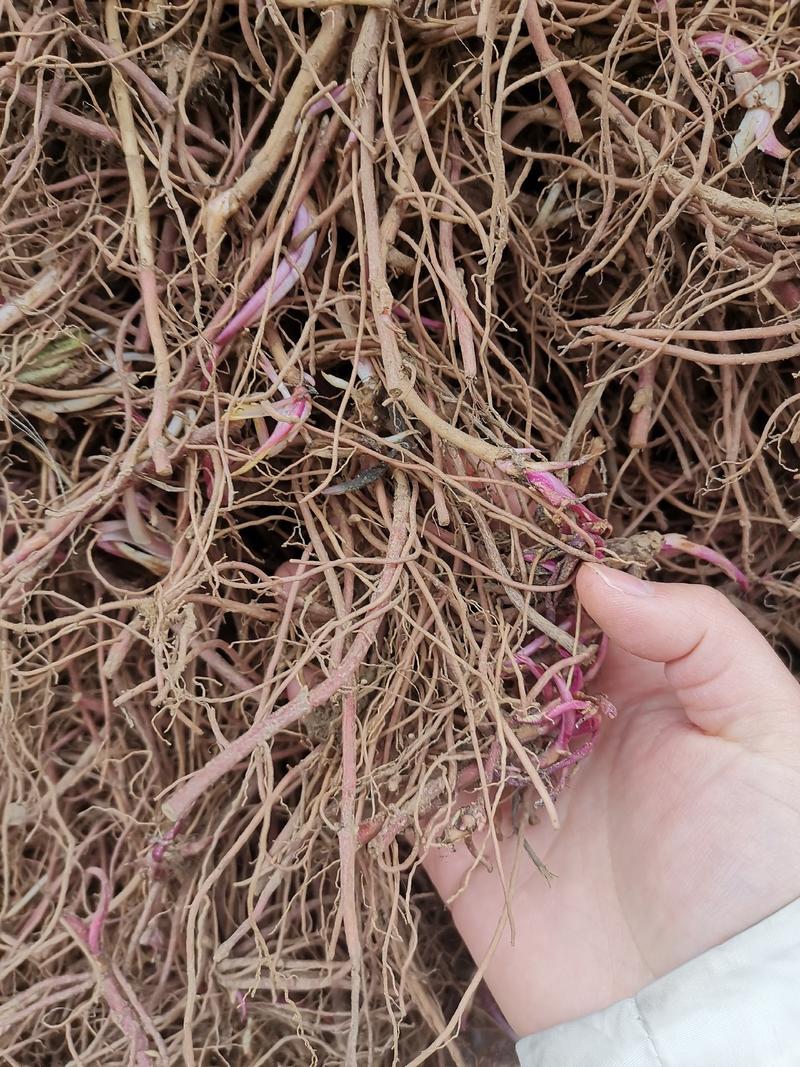 紫菀苗紫菀芽要想懒种紫菀提供种植技术量大运费可商议