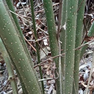 岗梅根鲜货，纯根，下单即挖