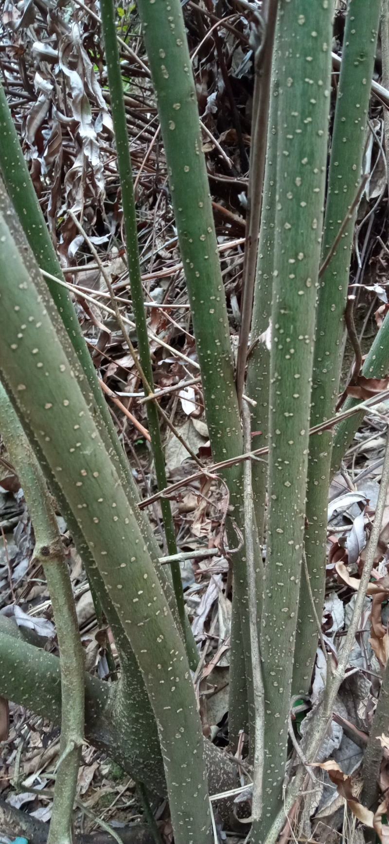 岗梅根鲜货，纯根，下单即挖