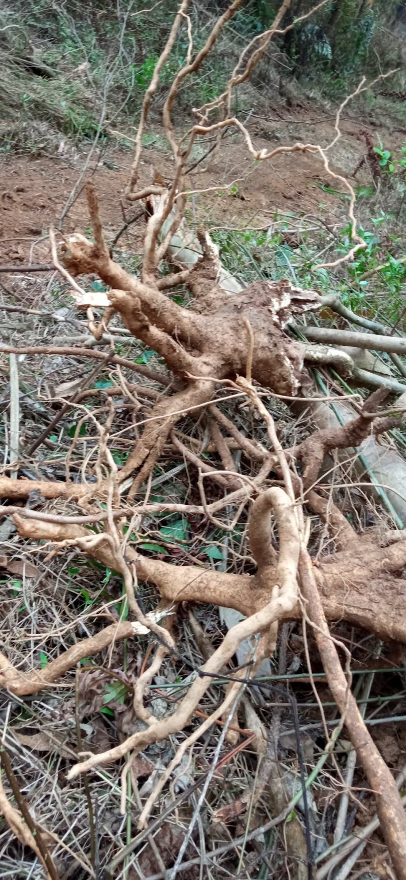岗梅根鲜货，纯根，下单即挖