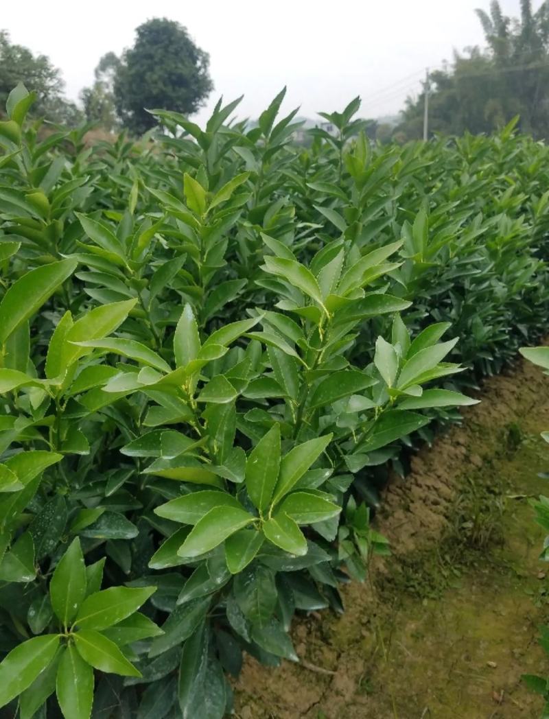 沃柑苗，沃柑杯苗，091沃柑苗，质量保证，成活率高