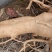 岗梅根鲜货，纯根，下单即挖