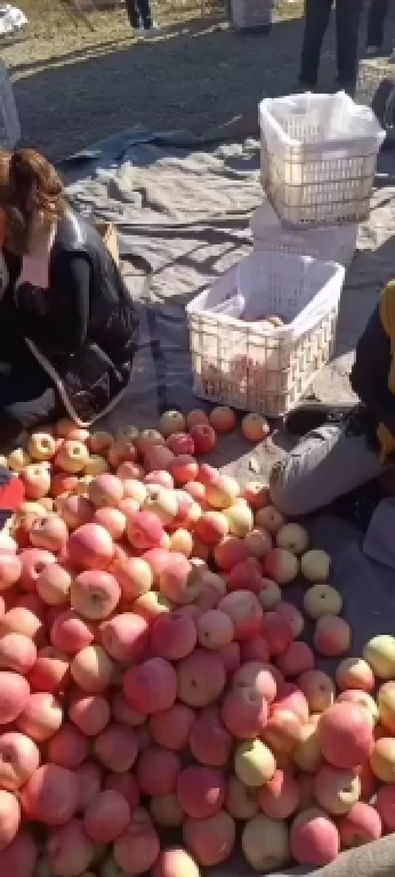 北镇的寒富苹果大掉价了，有心情的快点来吧