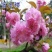 日本樱花树苗庭院大型小苗盆栽地栽四季南北方种植风景树绿化