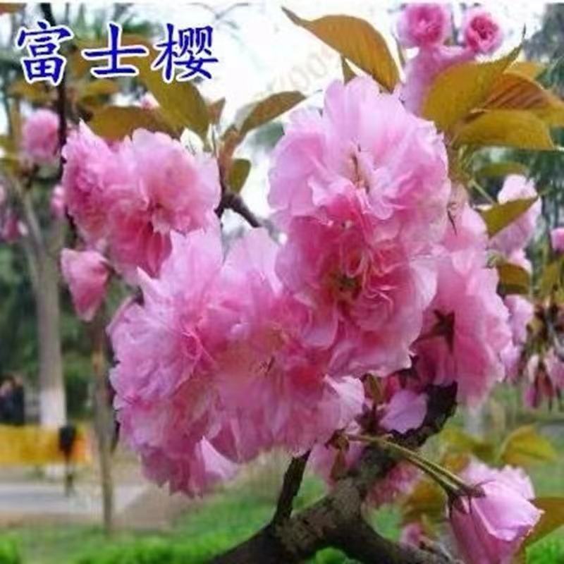日本樱花树苗庭院大型小苗盆栽地栽四季南北方种植风景树绿化