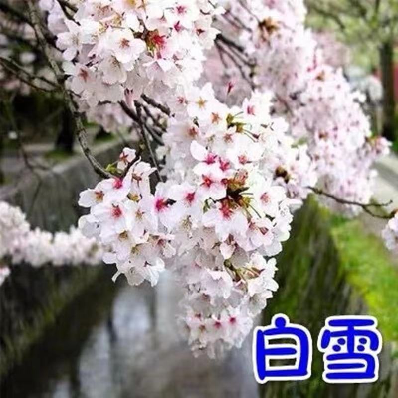 日本樱花树苗庭院大型小苗盆栽地栽四季南北方种植风景树绿化