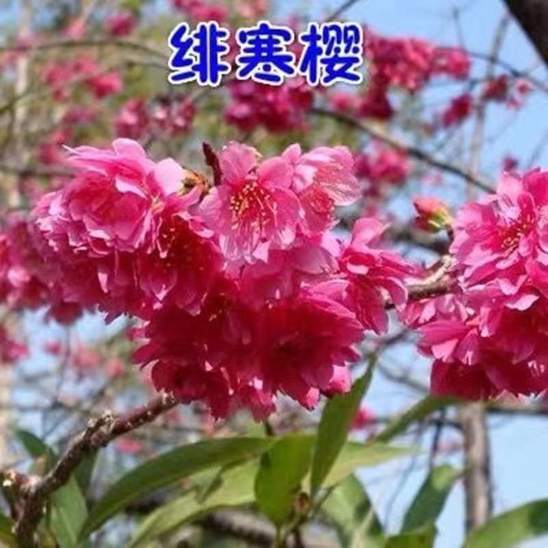 日本樱花树苗庭院大型小苗盆栽地栽四季南北方种植风景树绿化