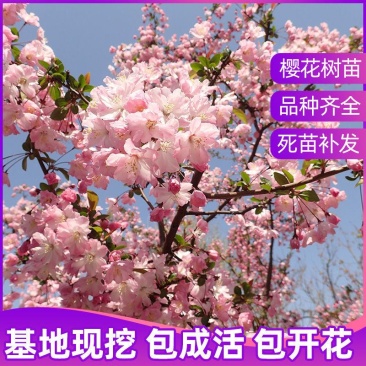 日本樱花树苗庭院大型小苗盆栽地栽四季南北方种植风景树绿化