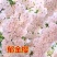 日本樱花树苗庭院大型小苗盆栽地栽四季南北方种植风景树绿化