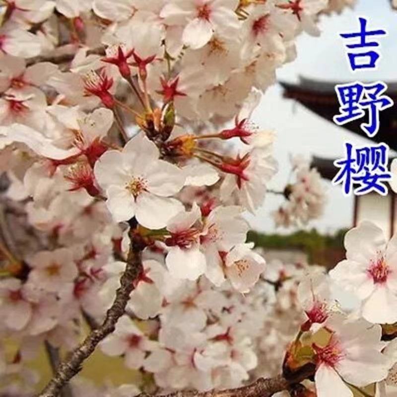 日本樱花树苗庭院大型小苗盆栽地栽四季南北方种植风景树绿化
