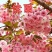日本樱花树苗庭院大型小苗盆栽地栽四季南北方种植风景树绿化