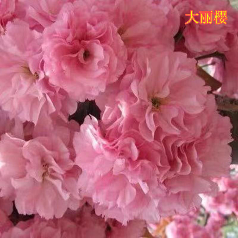日本樱花树苗庭院大型小苗盆栽地栽四季南北方种植风景树绿化