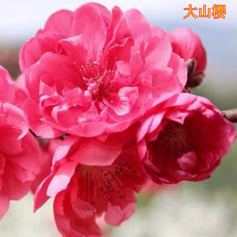 日本樱花树苗庭院大型小苗盆栽地栽四季南北方种植风景树绿化