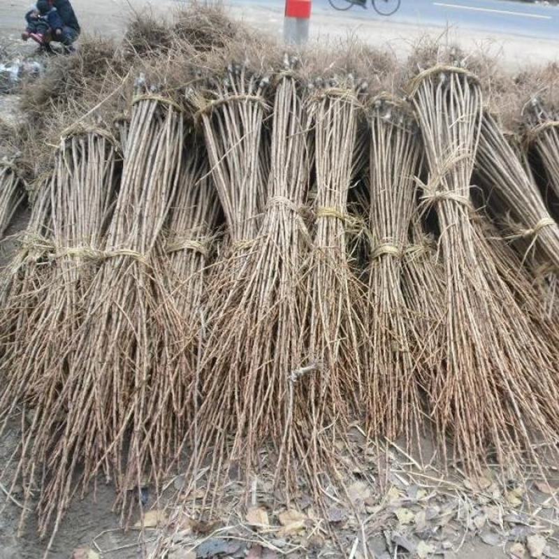 日本樱花树苗庭院大型小苗盆栽地栽四季南北方种植风景树绿化